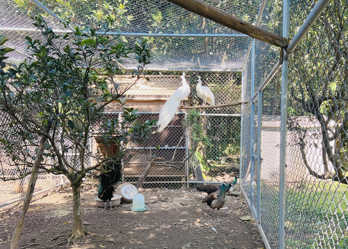 ★桃園●大溪*一秒偽出國,異國風『蘇家莊園』,迷你版動物園還 ★桃園●大溪*一秒偽出國,異國風『蘇家莊園』,迷你版動物園還