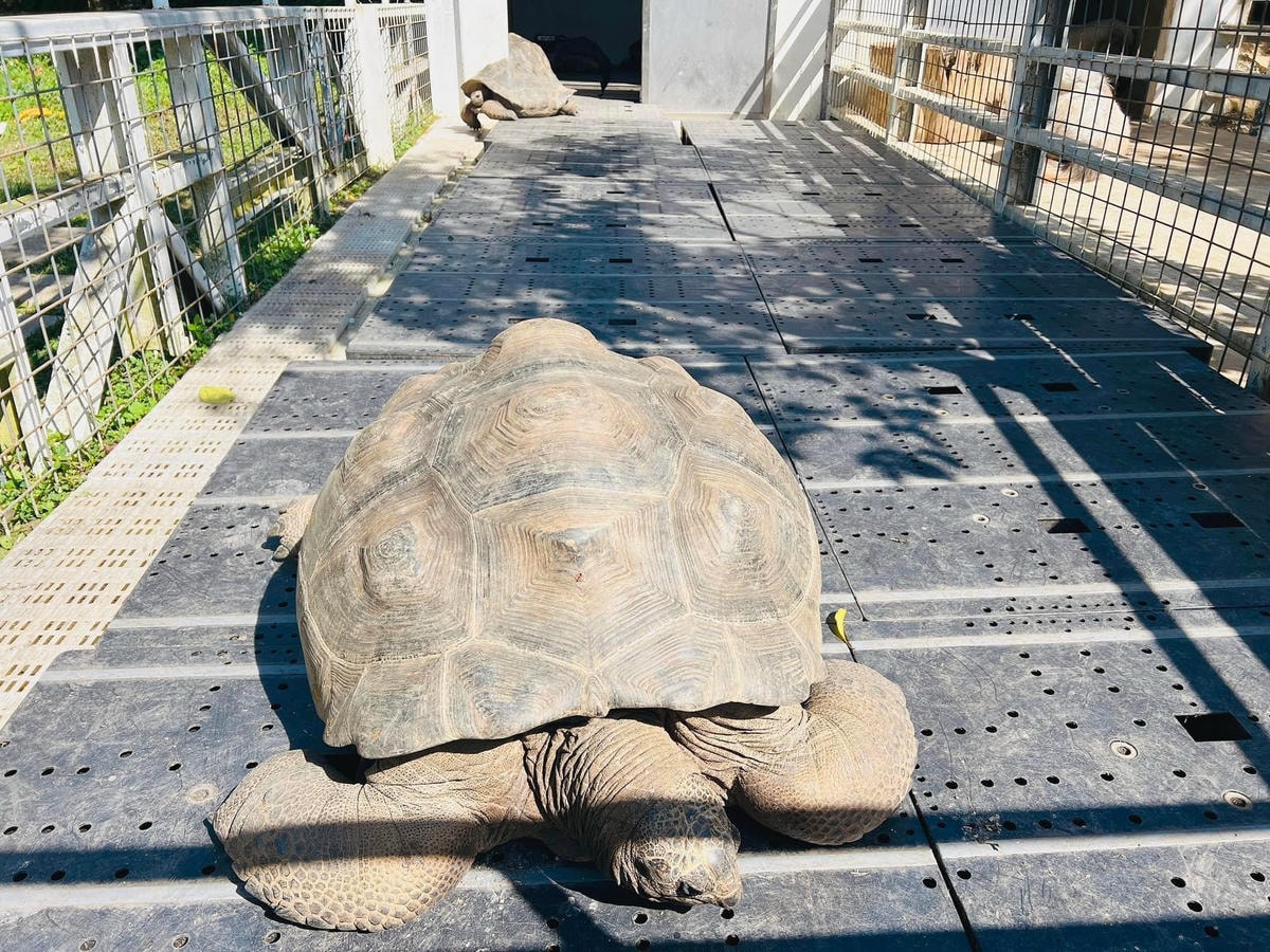 ★桃園●大溪*一秒偽出國,異國風『蘇家莊園』,迷你版動物園還 ★桃園●大溪*一秒偽出國,異國風『蘇家莊園』,迷你版動物園還