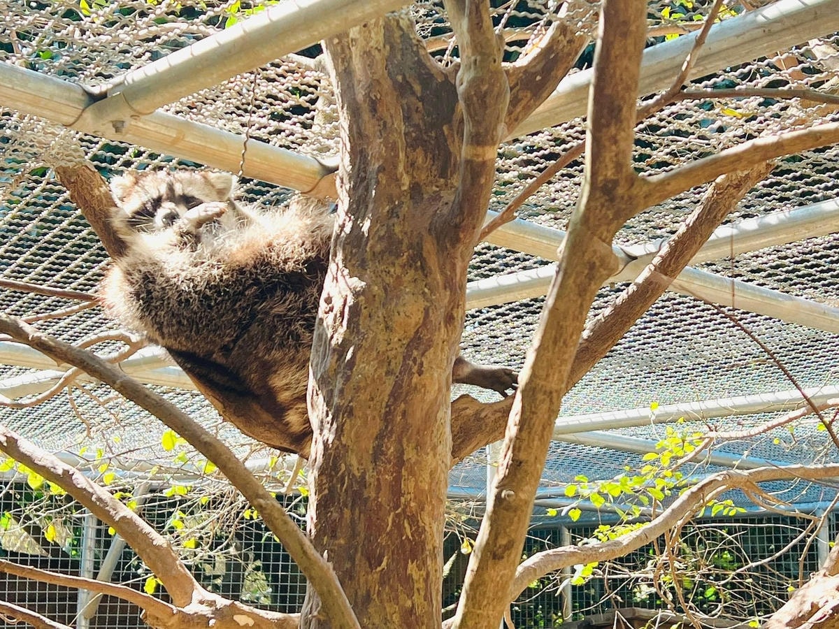 ★桃園●大溪*一秒偽出國,異國風『蘇家莊園』,迷你版動物園還 ★桃園●大溪*一秒偽出國,異國風『蘇家莊園』,迷你版動物園還