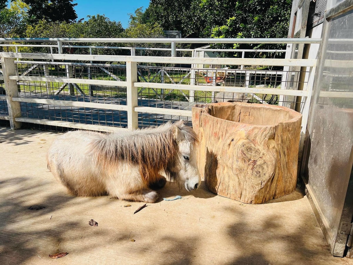 ★桃園●大溪*一秒偽出國,異國風『蘇家莊園』,迷你版動物園還 ★桃園●大溪*一秒偽出國,異國風『蘇家莊園』,迷你版動物園還