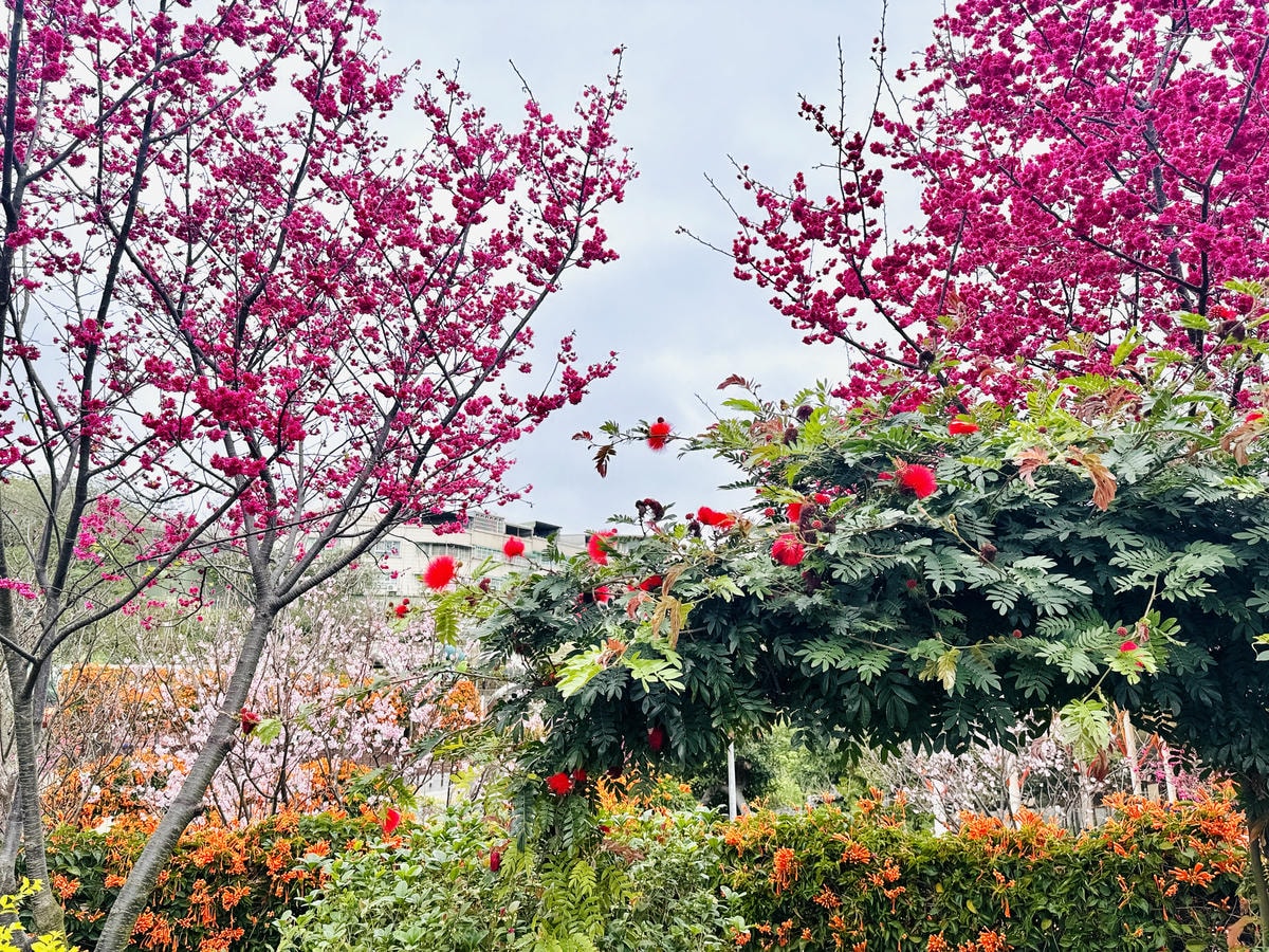 ★新北●鶯歌*最美拍的『鶯歌永吉公園』,擁有雙色櫻花、炮仗花 ★新北●鶯歌*最美拍的『鶯歌永吉公園』,擁有雙色櫻花、炮仗花