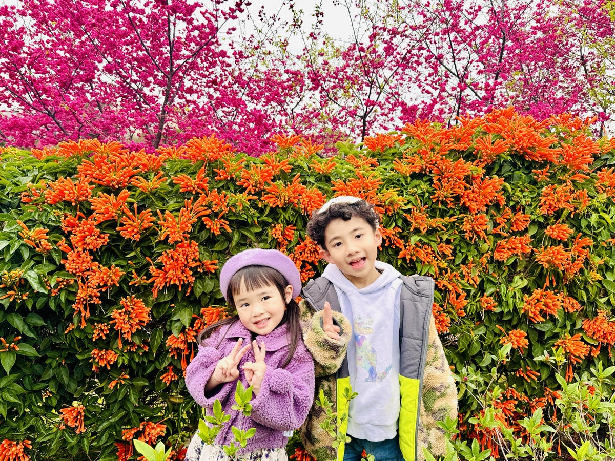 ★新北●鶯歌*最美拍的『鶯歌永吉公園』,擁有雙色櫻花、炮仗花 ★新北●鶯歌*最美拍的『鶯歌永吉公園』,擁有雙色櫻花、炮仗花