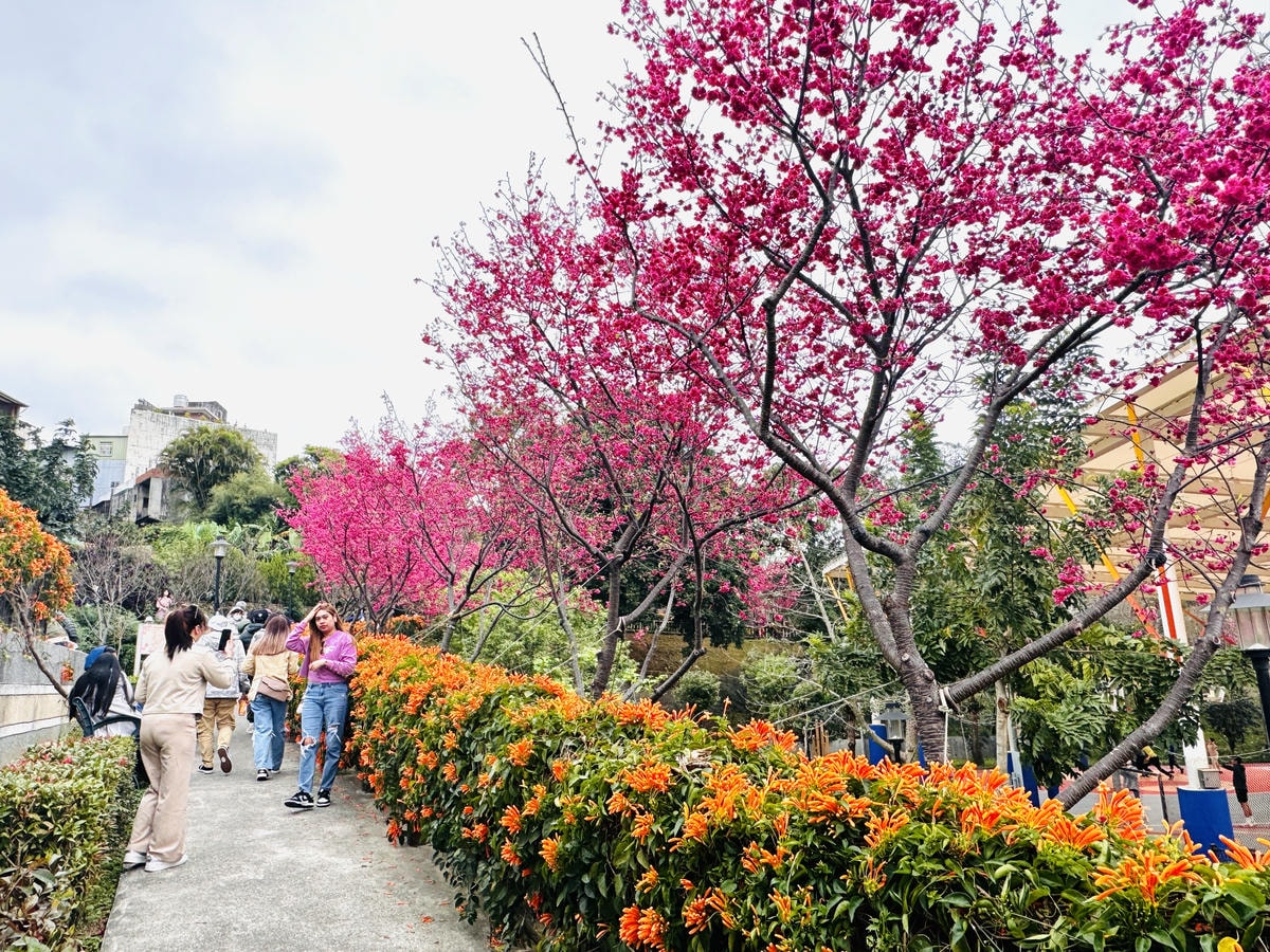 ★新北●鶯歌*最美拍的『鶯歌永吉公園』,擁有雙色櫻花、炮仗花 ★新北●鶯歌*最美拍的『鶯歌永吉公園』,擁有雙色櫻花、炮仗花