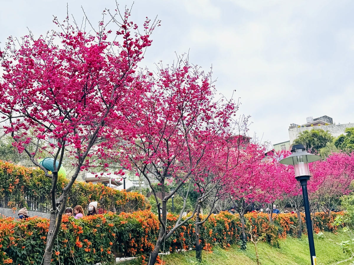 ★新北●鶯歌*最美拍的『鶯歌永吉公園』,擁有雙色櫻花、炮仗花 ★新北●鶯歌*最美拍的『鶯歌永吉公園』,擁有雙色櫻花、炮仗花