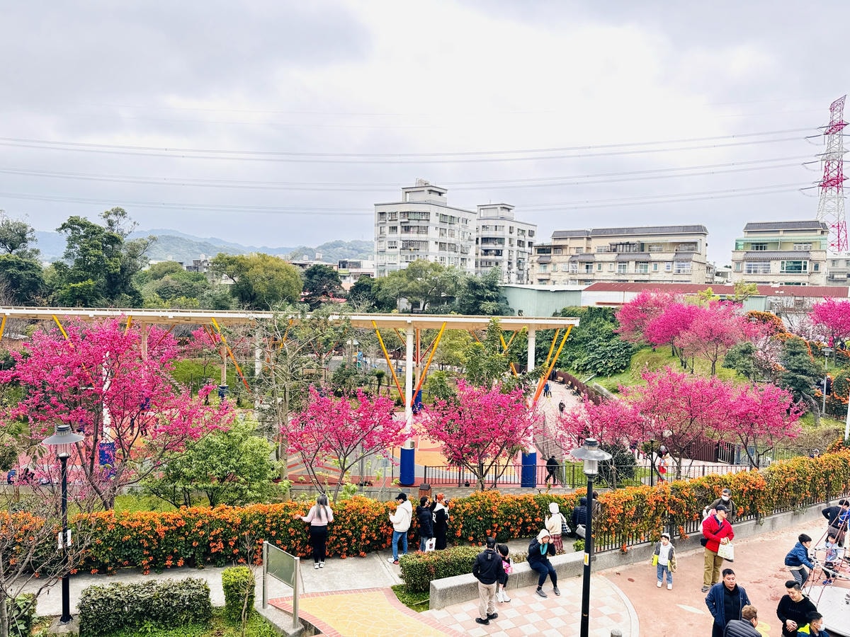 ★新北●鶯歌*最美拍的『鶯歌永吉公園』,擁有雙色櫻花、炮仗花 ★新北●鶯歌*最美拍的『鶯歌永吉公園』,擁有雙色櫻花、炮仗花
