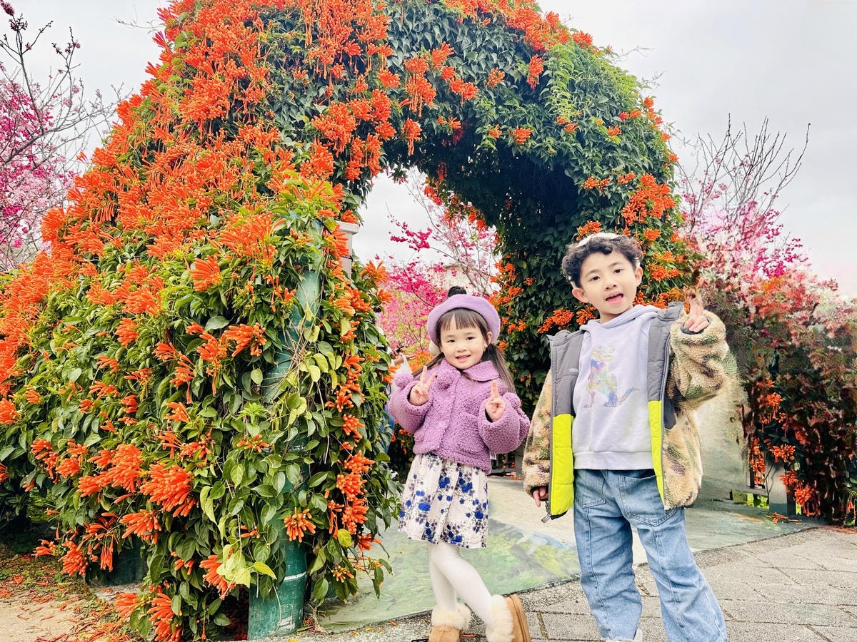 ★新北●鶯歌*最美拍的『鶯歌永吉公園』,擁有雙色櫻花、炮仗花 ★新北●鶯歌*最美拍的『鶯歌永吉公園』,擁有雙色櫻花、炮仗花