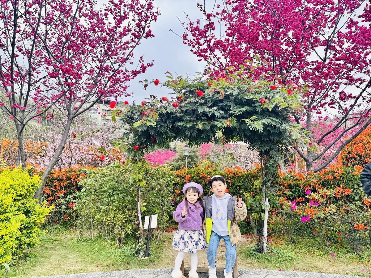 ★新北●鶯歌*最美拍的『鶯歌永吉公園』,擁有雙色櫻花、炮仗花 ★新北●鶯歌*最美拍的『鶯歌永吉公園』,擁有雙色櫻花、炮仗花