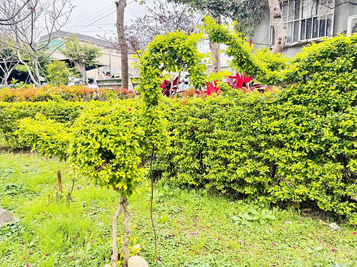 ★新北●鶯歌*最美拍的『鶯歌永吉公園』,擁有雙色櫻花、炮仗花 ★新北●鶯歌*最美拍的『鶯歌永吉公園』,擁有雙色櫻花、炮仗花