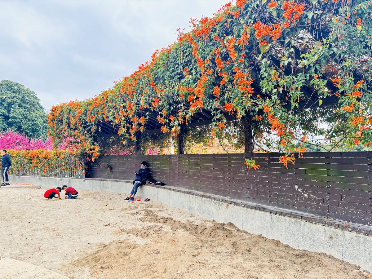 ★新北●鶯歌*最美拍的『鶯歌永吉公園』,擁有雙色櫻花、炮仗花 ★新北●鶯歌*最美拍的『鶯歌永吉公園』,擁有雙色櫻花、炮仗花