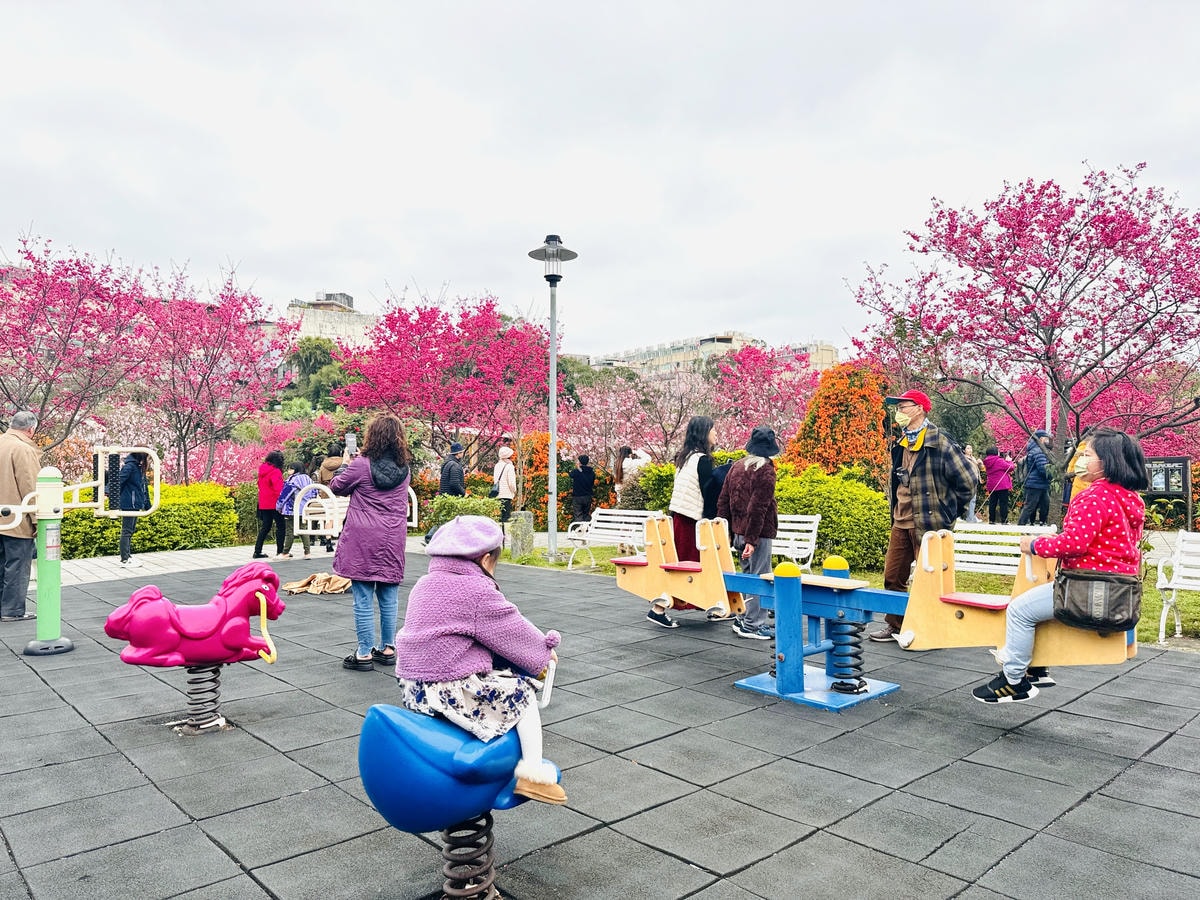 ★新北●鶯歌*最美拍的『鶯歌永吉公園』,擁有雙色櫻花、炮仗花 ★新北●鶯歌*最美拍的『鶯歌永吉公園』,擁有雙色櫻花、炮仗花