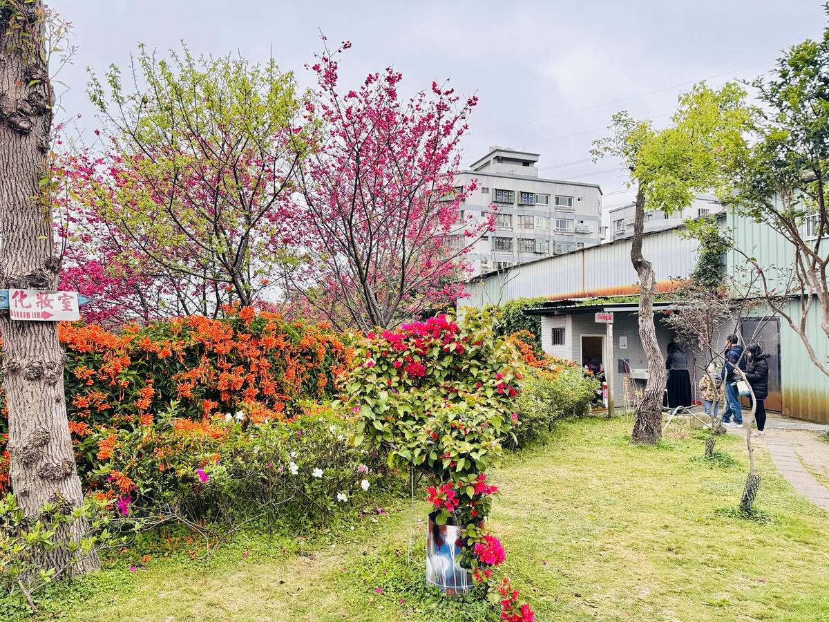 ★新北●鶯歌*最美拍的『鶯歌永吉公園』,擁有雙色櫻花、炮仗花 ★新北●鶯歌*最美拍的『鶯歌永吉公園』,擁有雙色櫻花、炮仗花