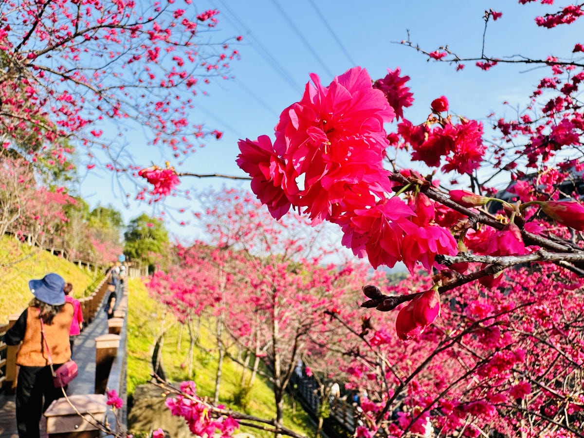 ★桃園●龜山*隱藏版賞櫻景點『長庚養生文化村』,超適合親子的