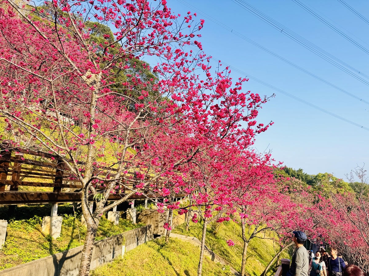 ★桃園●龜山*隱藏版賞櫻景點『長庚養生文化村』,超適合親子的 ★桃園●龜山*隱藏版賞櫻景點『長庚養生文化村』,超適合親子的
