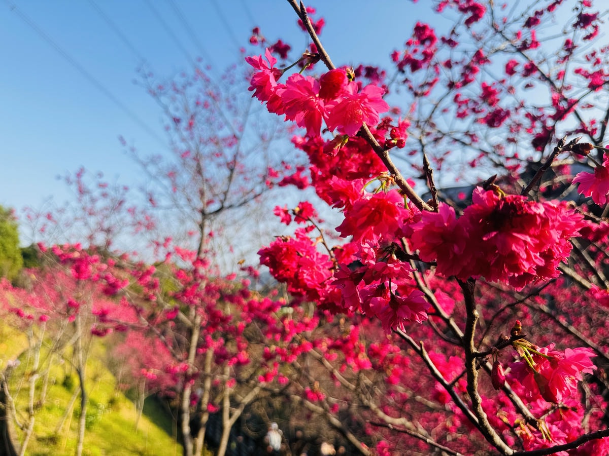 ★桃園●龜山*隱藏版賞櫻景點『長庚養生文化村』,超適合親子的 ★桃園●龜山*隱藏版賞櫻景點『長庚養生文化村』,超適合親子的