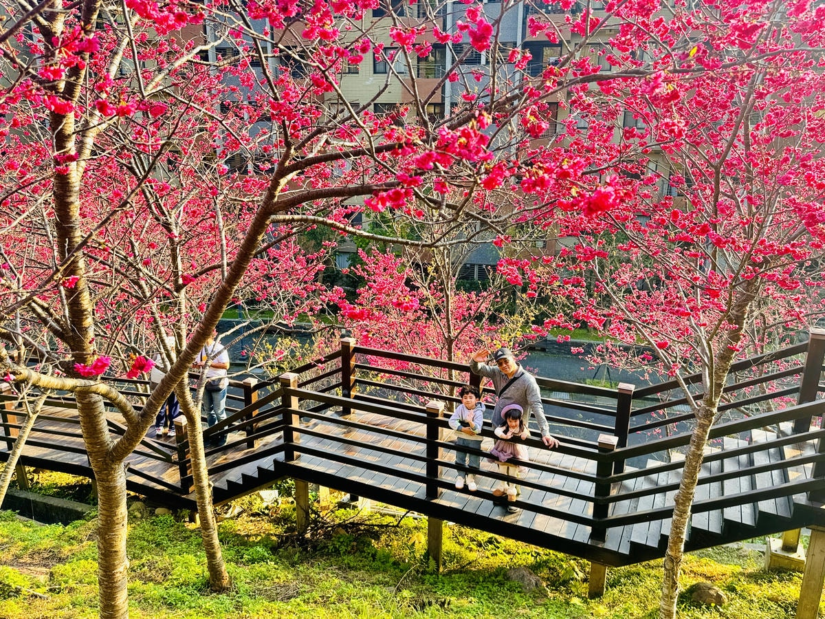 ★桃園●龜山*隱藏版賞櫻景點『長庚養生文化村』,超適合親子的 ★桃園●龜山*隱藏版賞櫻景點『長庚養生文化村』,超適合親子的