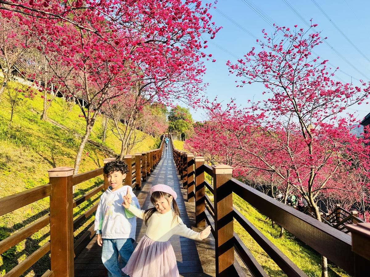 ★桃園●龜山*隱藏版賞櫻景點『長庚養生文化村』,超適合親子的 ★桃園●龜山*隱藏版賞櫻景點『長庚養生文化村』,超適合親子的