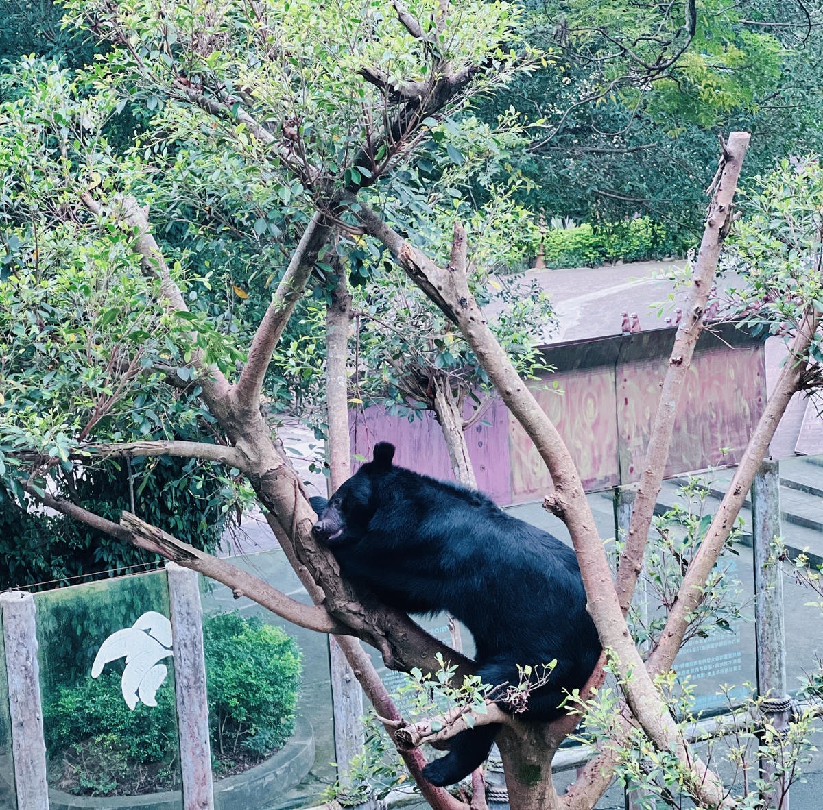 ★新竹●關西＊六福村主題遊樂園＊號稱台版環球影城，水陸都好玩