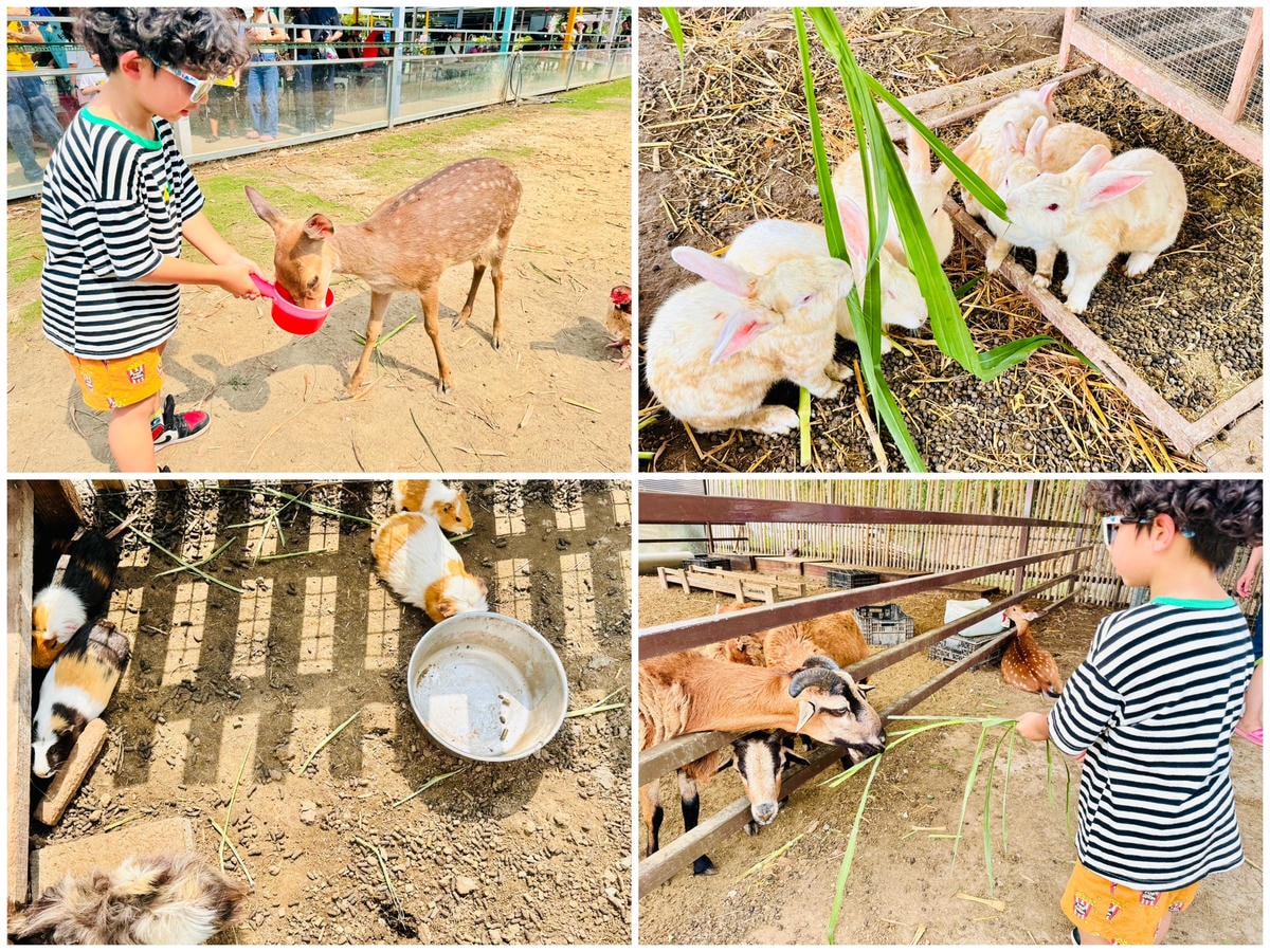★台中親子景點推薦★威爾森的農場，CP值超高的假日限定親子農