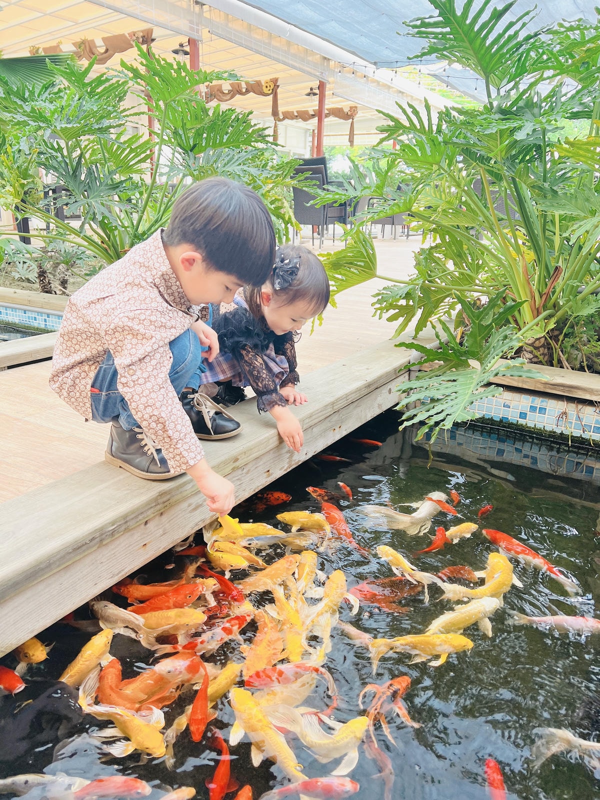 ★彰化●哈比雪兒親子餐廳*有大草皮遊戲區、小火車、餵魚區,不 ★彰化●哈比雪兒親子餐廳*有大草皮遊戲區、小火車、餵魚區,不