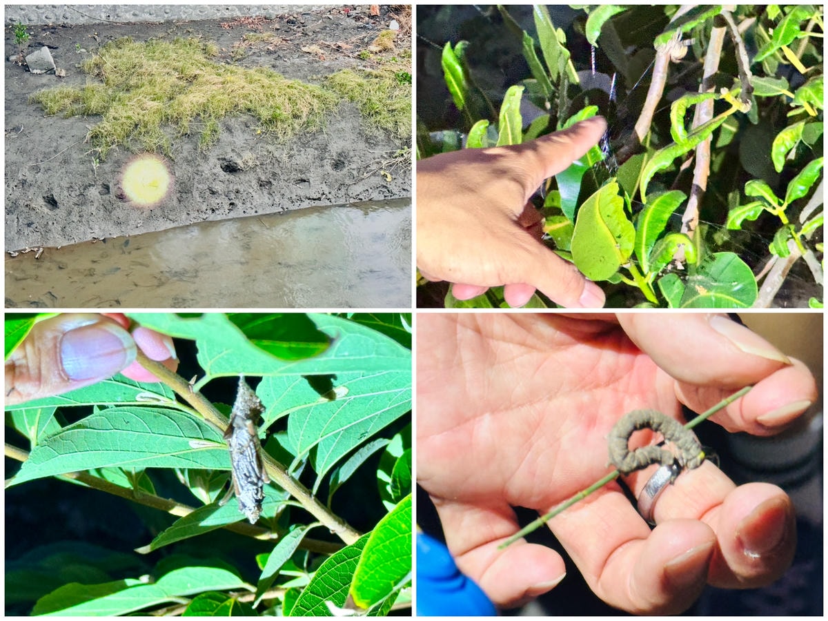 ★台中住宿●蟬說:夕陽漫漫*擁有最美夕陽的高美濕地親子豪華露 ★台中住宿●蟬說:夕陽漫漫*擁有最美夕陽的高美濕地親子豪華露