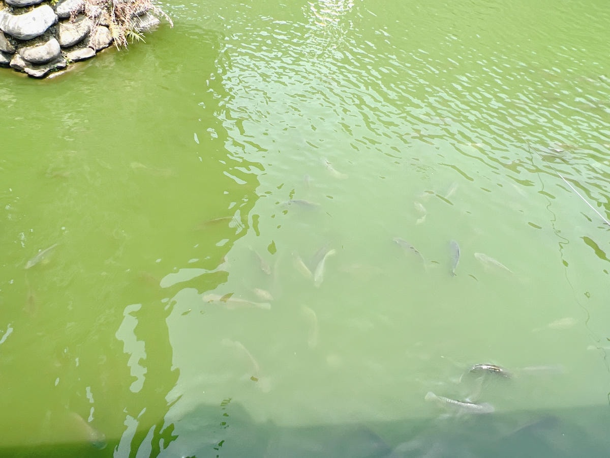 ★南投●水里*STEAM : 隱茶*一秒到京都,超美日式水上 ★南投●水里*STEAM : 隱茶*一秒到京都,超美日式水上