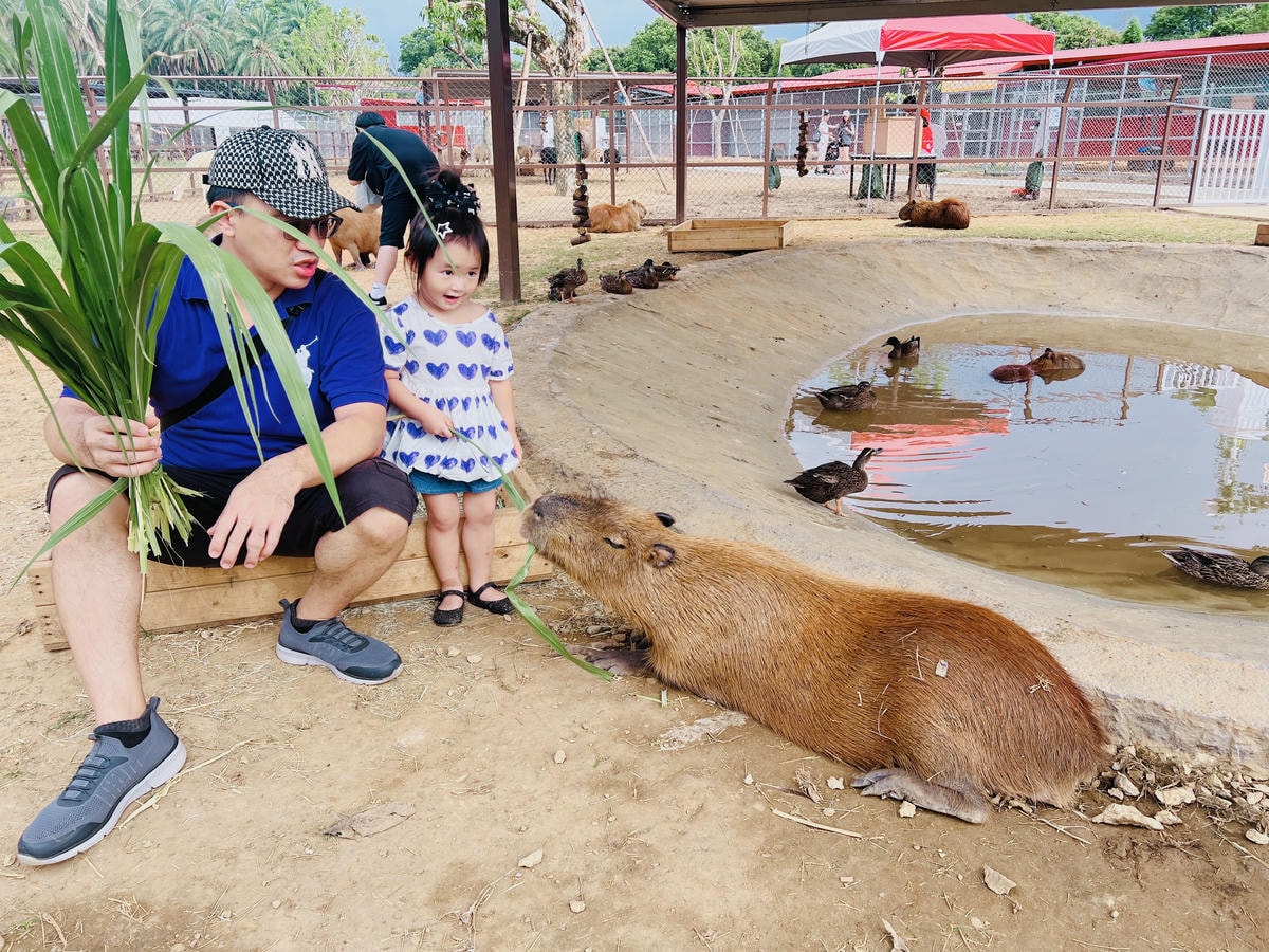 ★桃園親子景點推薦★埔心牧場全新改版2.0登場,最新打卡點『 ★桃園親子景點推薦★埔心牧場全新改版2.0登場,最新打卡點『