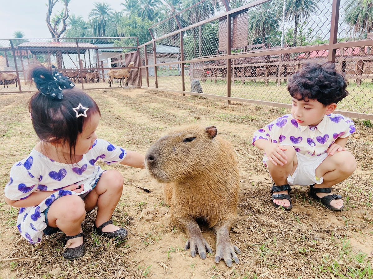 ★桃園親子景點推薦★埔心牧場全新改版2.0登場,最新打卡點『 ★桃園親子景點推薦★埔心牧場全新改版2.0登場,最新打卡點『