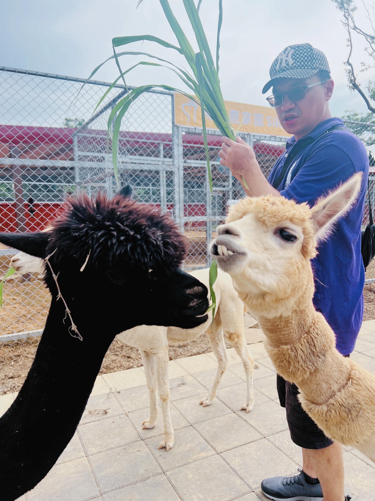 ★桃園親子景點推薦★埔心牧場全新改版2.0登場,最新打卡點『 ★桃園親子景點推薦★埔心牧場全新改版2.0登場,最新打卡點『