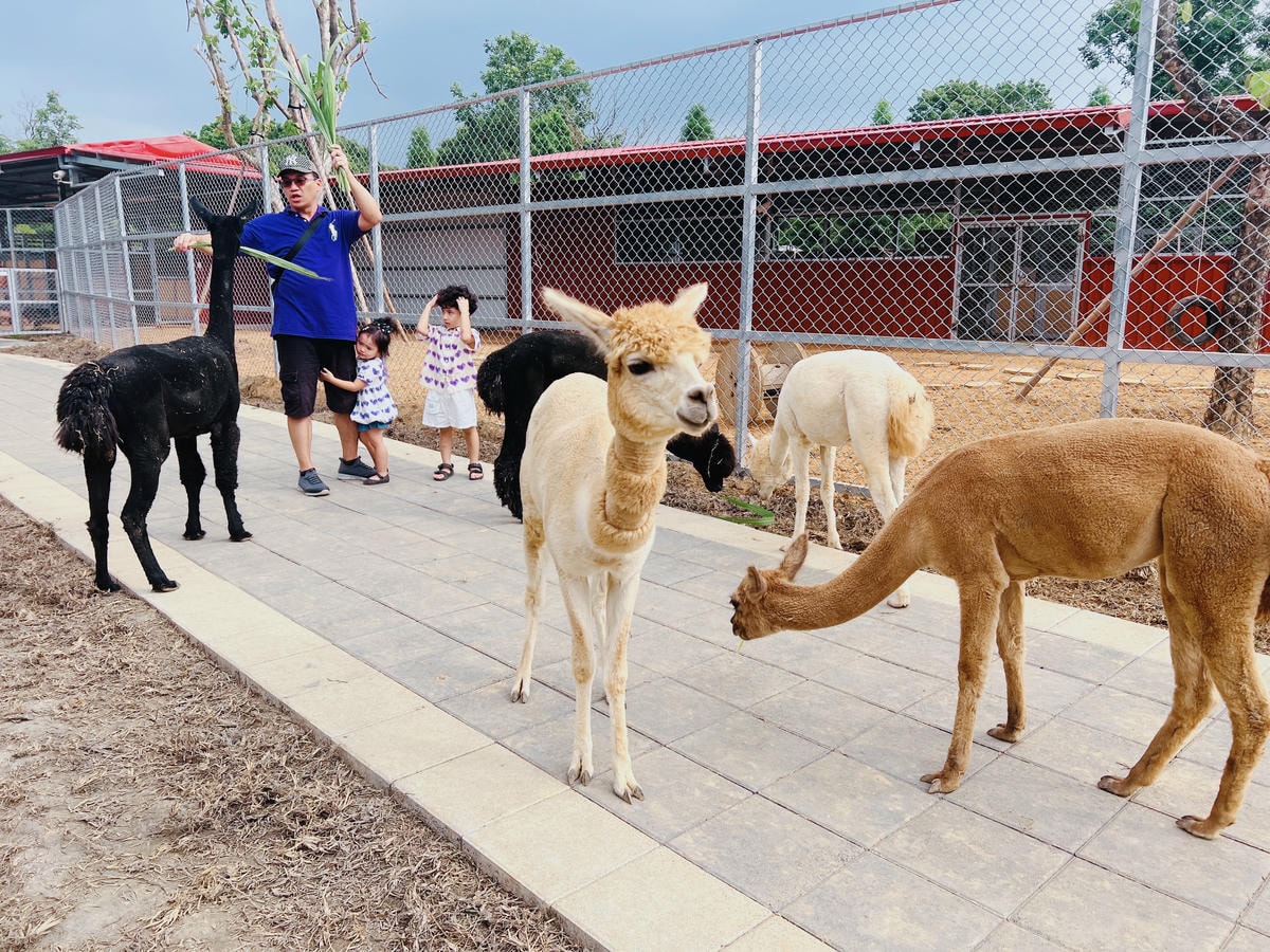 ★桃園親子景點推薦★埔心牧場全新改版2.0登場,最新打卡點『 ★桃園親子景點推薦★埔心牧場全新改版2.0登場,最新打卡點『