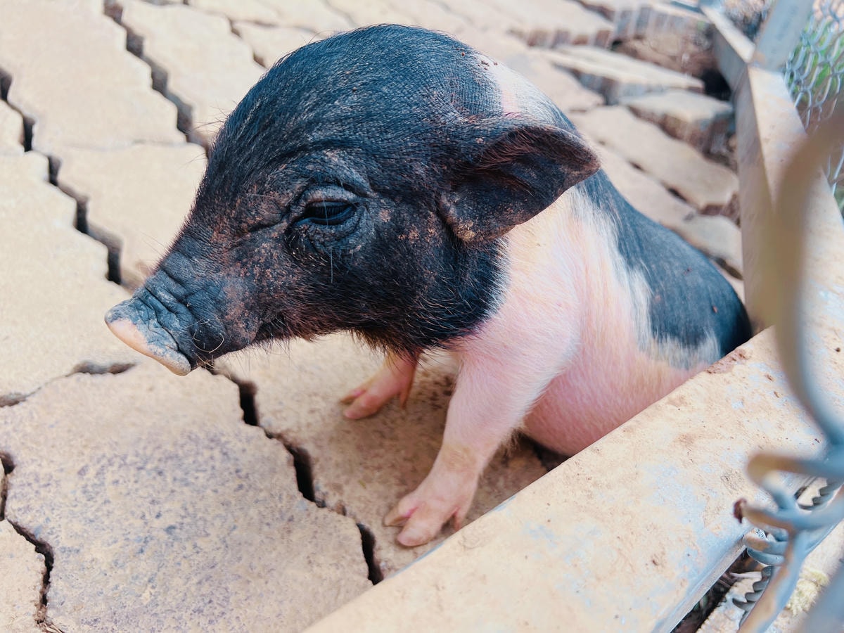 ★桃園親子景點推薦★埔心牧場全新改版2.0登場,最新打卡點『 ★桃園親子景點推薦★埔心牧場全新改版2.0登場,最新打卡點『