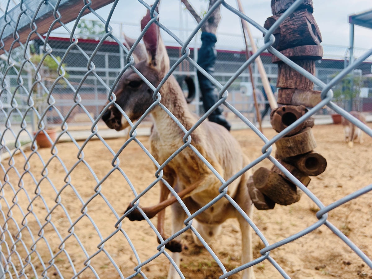 ★桃園親子景點推薦★埔心牧場全新改版2.0登場,最新打卡點『 ★桃園親子景點推薦★埔心牧場全新改版2.0登場,最新打卡點『