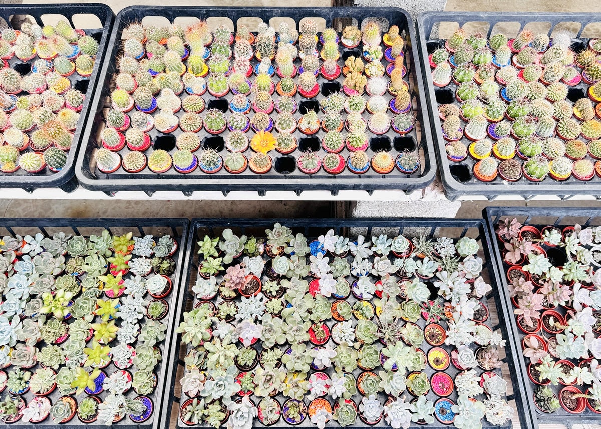 ★彰化親子景點推薦★免門票、免費停車『埔茂花市』超佛心親子景