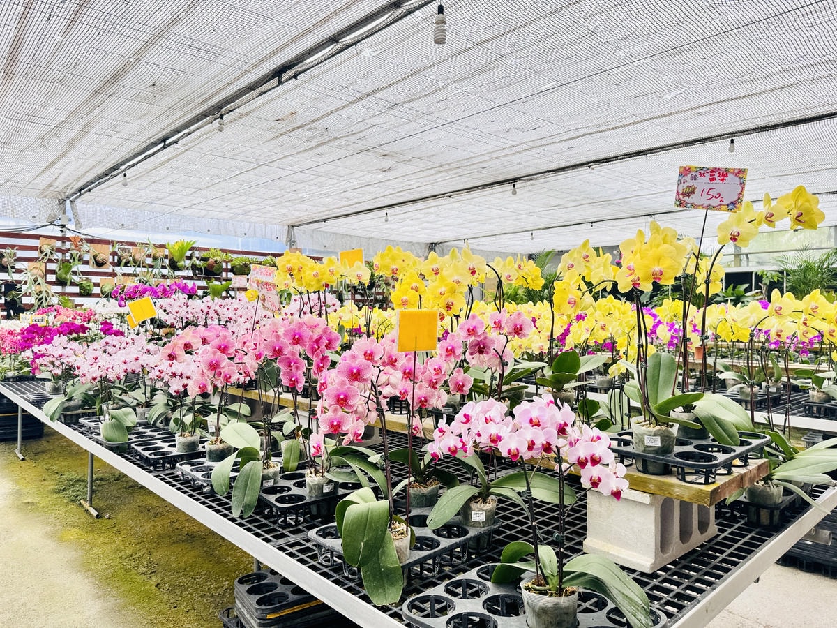 ★彰化親子景點推薦★免門票、免費停車『埔茂花市』超佛心親子景