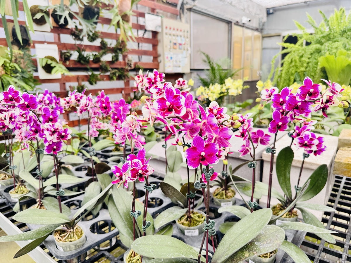 ★彰化親子景點推薦★免門票、免費停車『埔茂花市』超佛心親子景