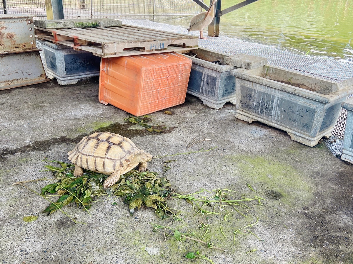 ★桃園●龍潭*隆泉休閒農場*有超可愛的水上哈比木屋露營區、網 ★桃園●龍潭*隆泉休閒農場*有超可愛的水上哈比木屋露營區、網