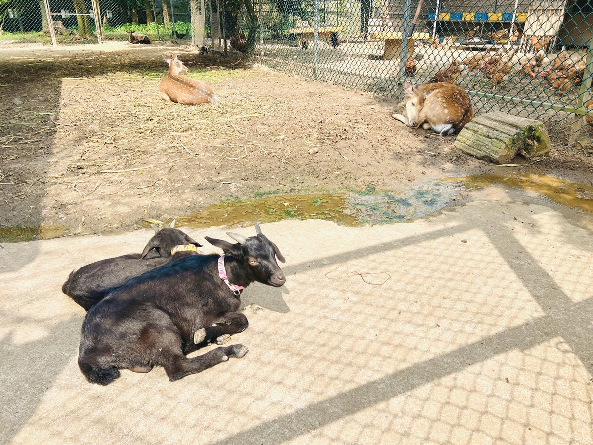 ★桃園●龍潭*隆泉休閒農場*有超可愛的水上哈比木屋露營區、網 ★桃園●龍潭*隆泉休閒農場*有超可愛的水上哈比木屋露營區、網