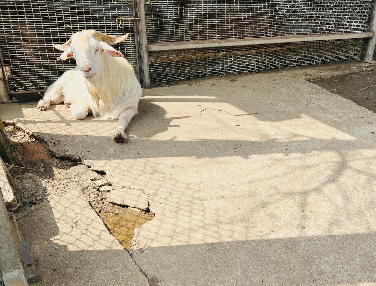 ★桃園●龍潭*隆泉休閒農場*有超可愛的水上哈比木屋露營區、網 ★桃園●龍潭*隆泉休閒農場*有超可愛的水上哈比木屋露營區、網