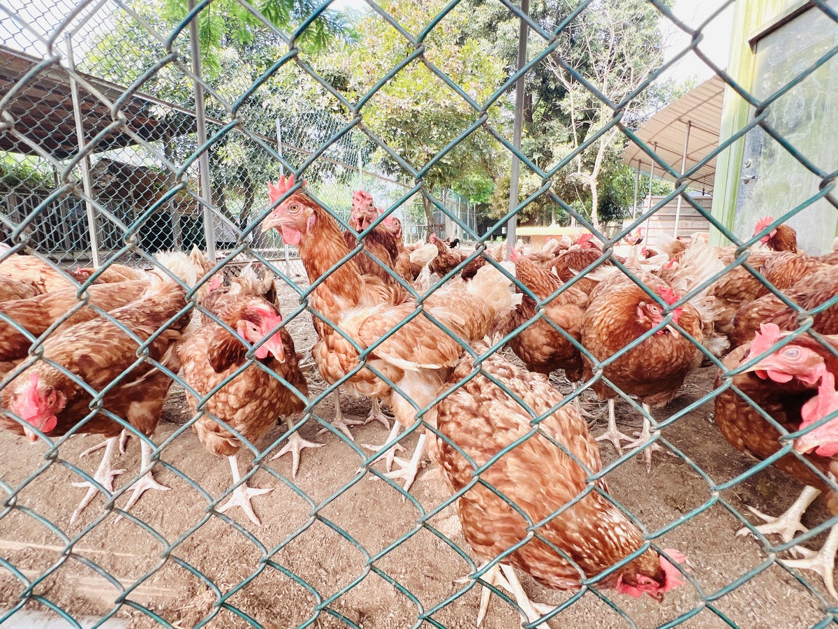 ★桃園●龍潭*隆泉休閒農場*有超可愛的水上哈比木屋露營區、網 ★桃園●龍潭*隆泉休閒農場*有超可愛的水上哈比木屋露營區、網