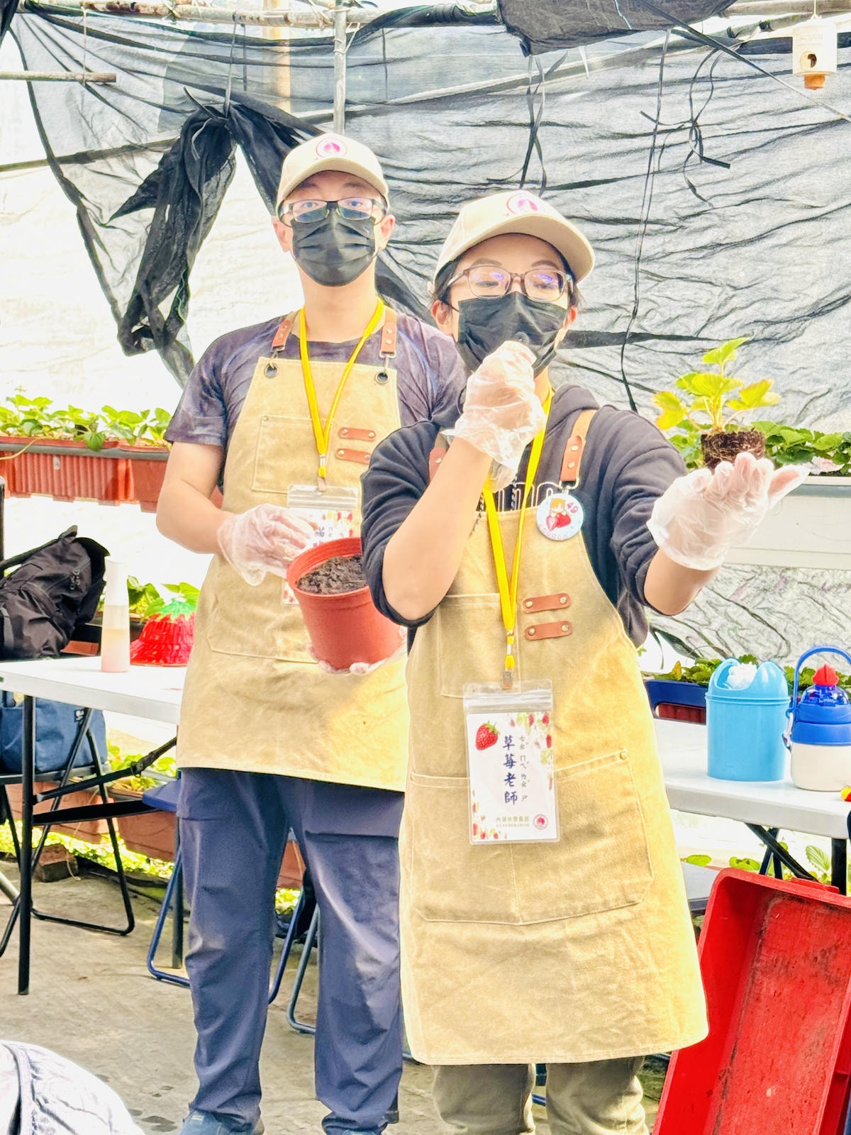 ★台北親子景點推薦★內湖草莓園-碧山路49號＊2024年草莓