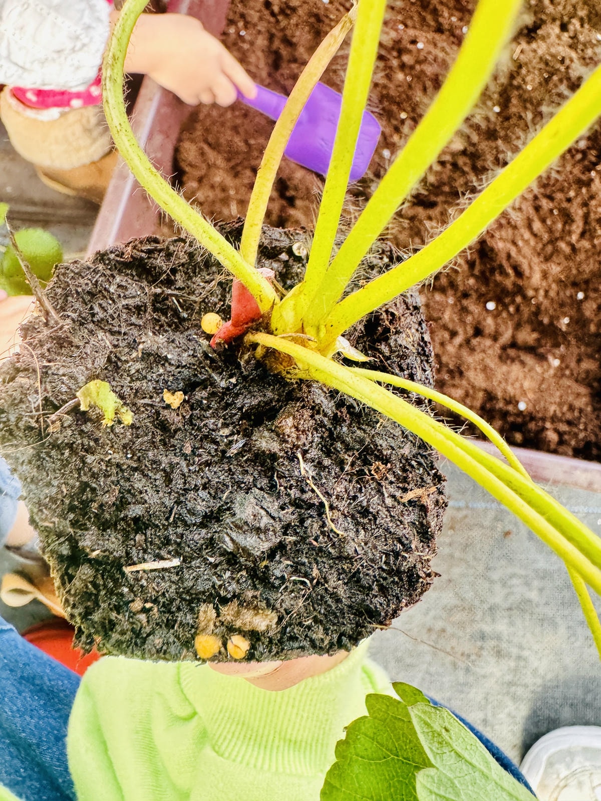 ★台北親子景點推薦★內湖草莓園-碧山路49號*2024年草莓 ★台北親子景點推薦★內湖草莓園-碧山路49號*2024年草莓