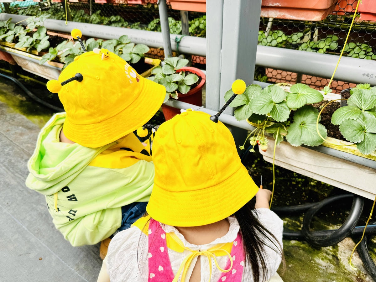 ★台北親子景點推薦★內湖草莓園-碧山路49號*2024年草莓 ★台北親子景點推薦★內湖草莓園-碧山路49號*2024年草莓