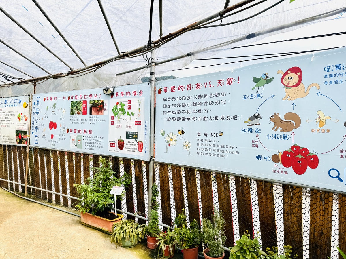 ★台北親子景點推薦★內湖草莓園-碧山路49號*2024年草莓 ★台北親子景點推薦★內湖草莓園-碧山路49號*2024年草莓
