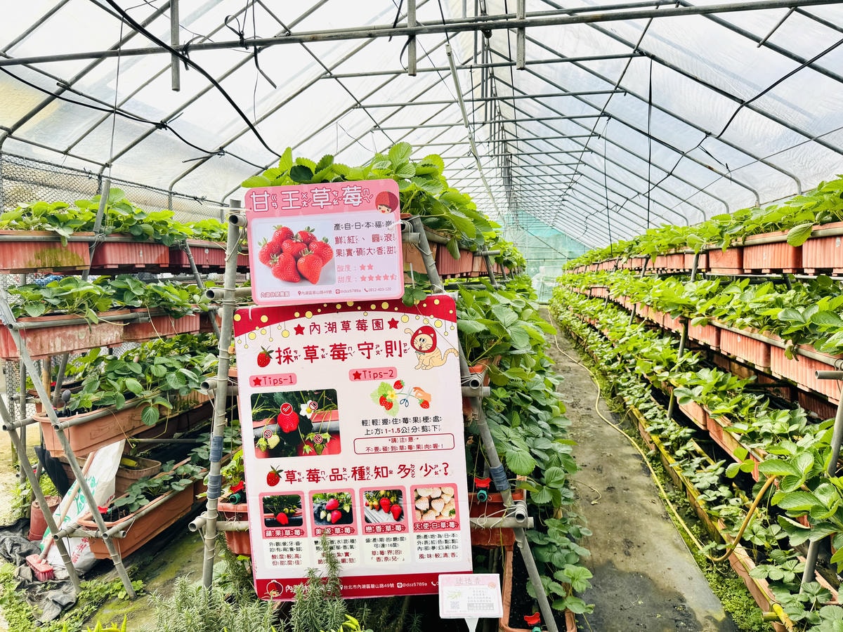 ★台北親子景點推薦★內湖草莓園-碧山路49號*2024年草莓 ★台北親子景點推薦★內湖草莓園-碧山路49號*2024年草莓