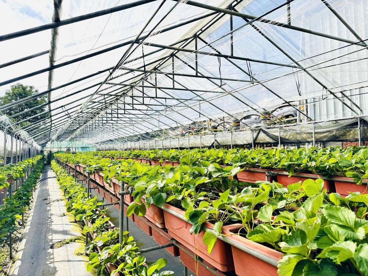 ★台北親子景點推薦★內湖草莓園-碧山路49號*2024年草莓 ★台北親子景點推薦★內湖草莓園-碧山路49號*2024年草莓