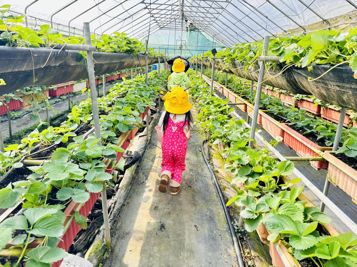 ★台北親子景點推薦★內湖草莓園-碧山路49號*2024年草莓 ★台北親子景點推薦★內湖草莓園-碧山路49號*2024年草莓