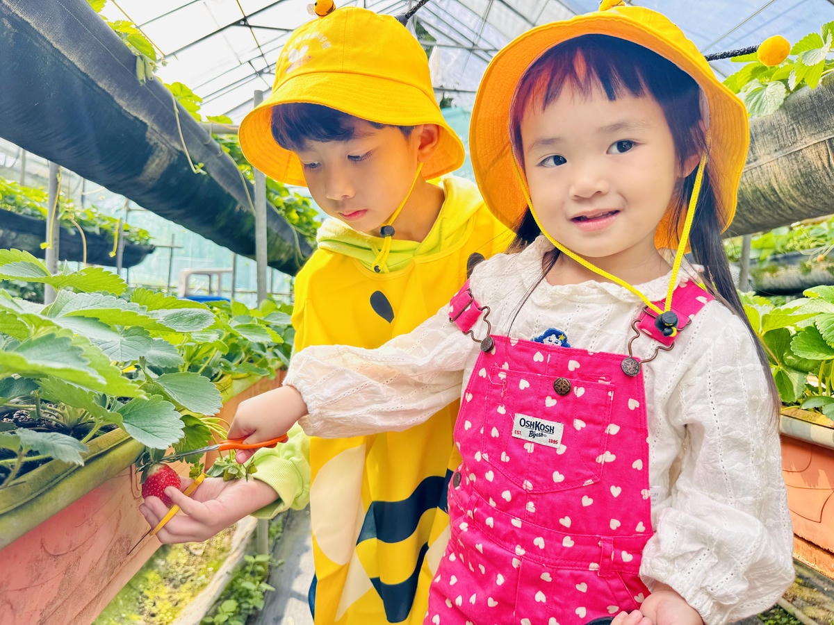 ★台北親子景點推薦★內湖草莓園-碧山路49號*2024年草莓 ★台北親子景點推薦★內湖草莓園-碧山路49號*2024年草莓
