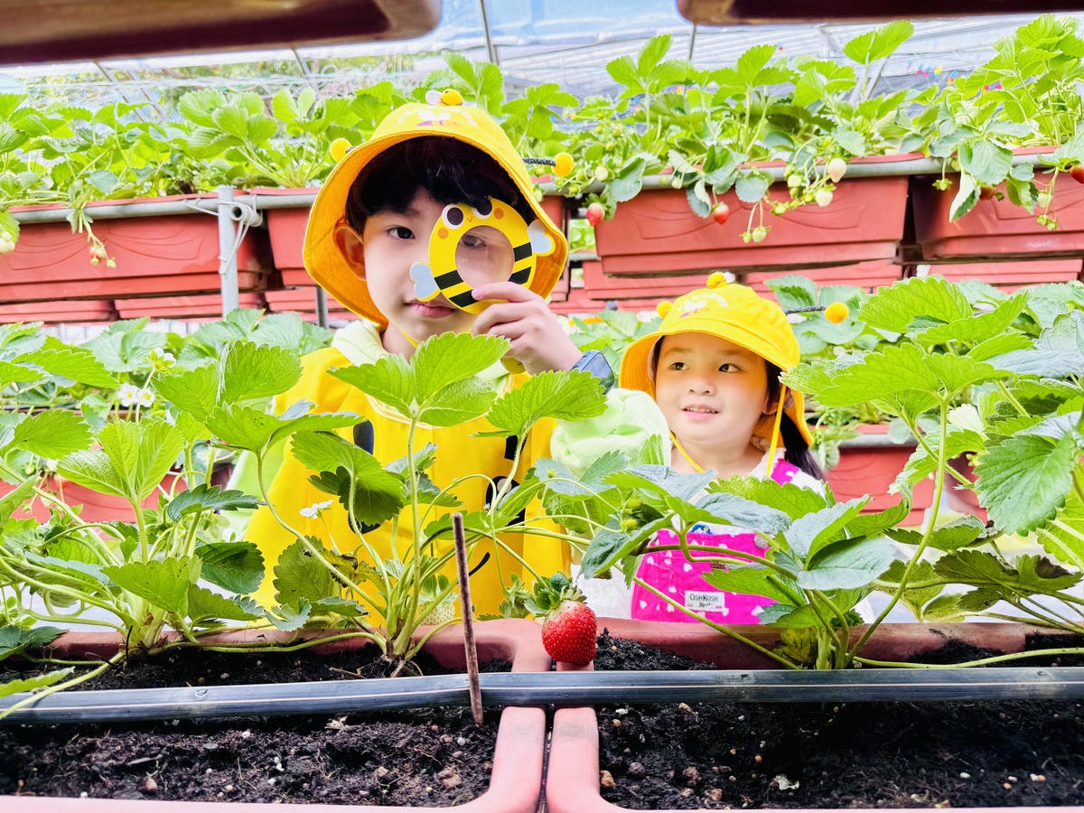 ★台北親子景點推薦★內湖草莓園-碧山路49號*2024年草莓 ★台北親子景點推薦★內湖草莓園-碧山路49號*2024年草莓