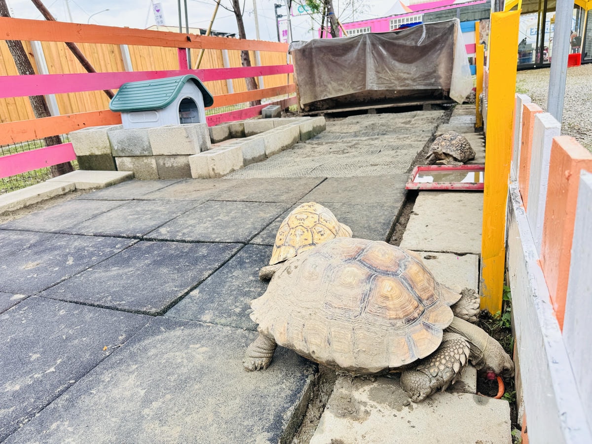 ★嘉義親子景點推薦★嘉義最新親子農場樂園『萌寵村』