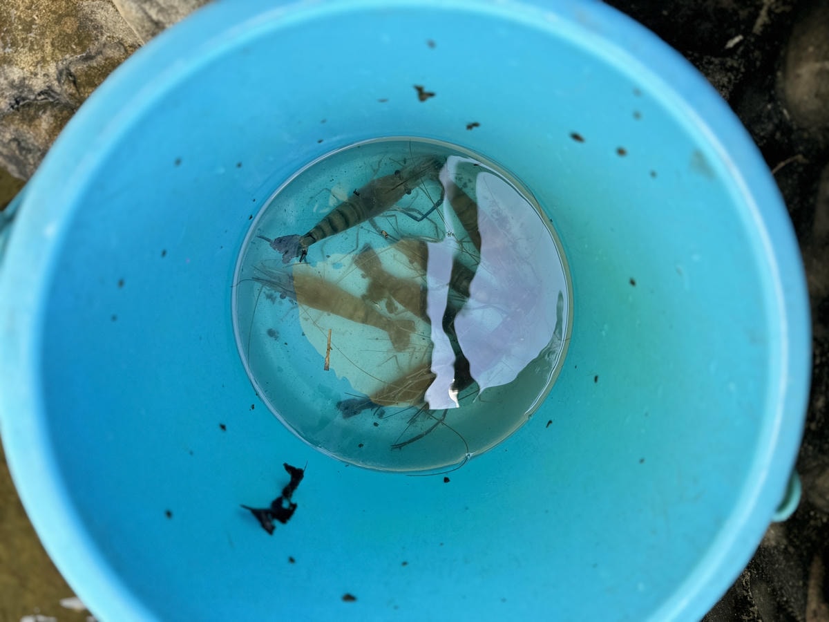 ★宜蘭親子景點推薦★『 輕親魚朵生態園區 』免門票入園參觀，