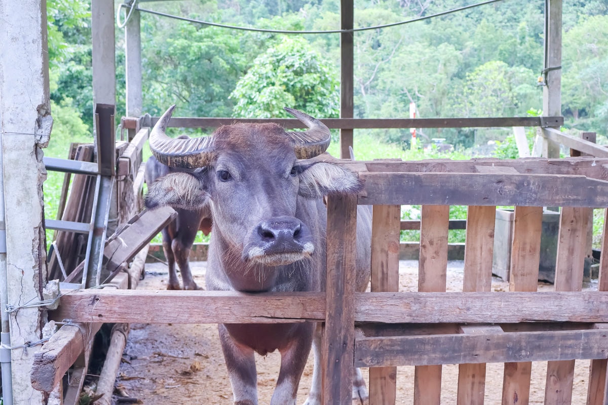 ★嘉義親子露營住宿推薦★『築夢森居』體驗一泊二食野奢露營車，